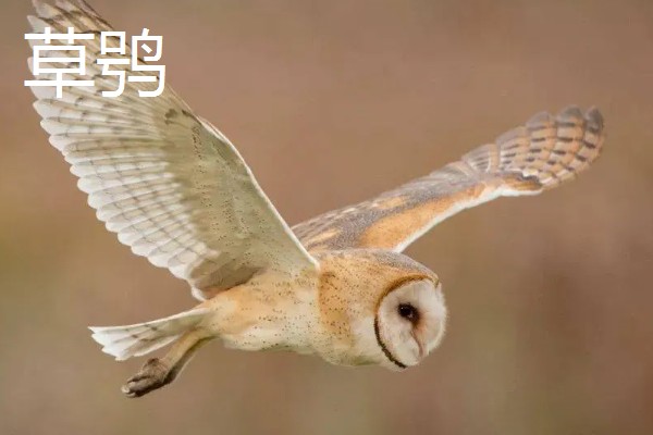 猫头鹰的种类，常见的有仓鸮、草鸮等
