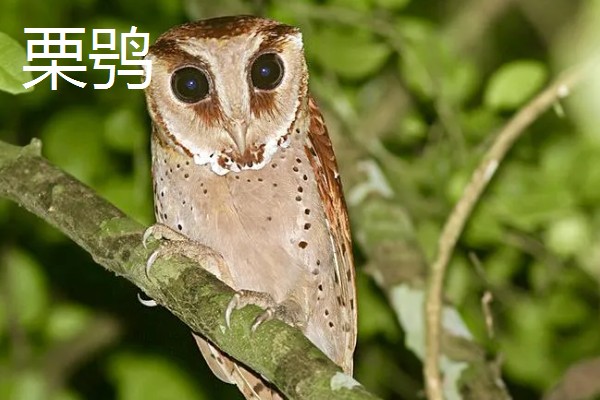 猫头鹰的种类，常见的有仓鸮、草鸮等