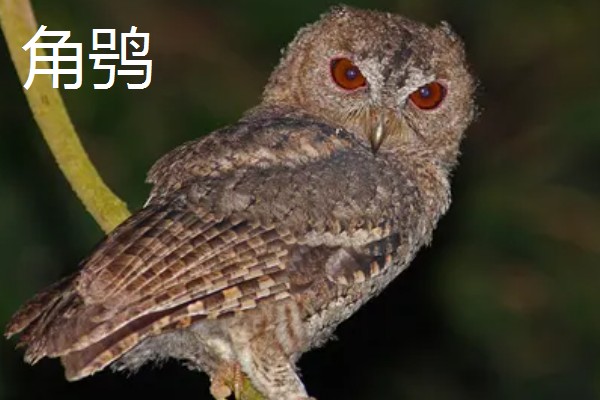 猫头鹰的种类，常见的有仓鸮、草鸮等