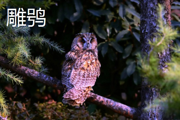 猫头鹰的种类，常见的有仓鸮、草鸮等