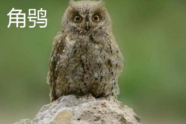 猫头鹰的种类，常见的有仓鸮、草鸮等