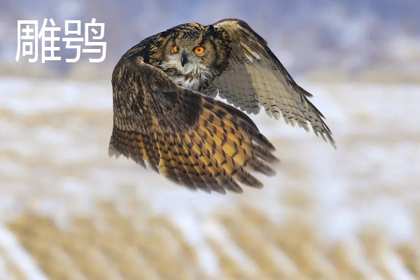 猫头鹰的种类，常见的有仓鸮、草鸮等