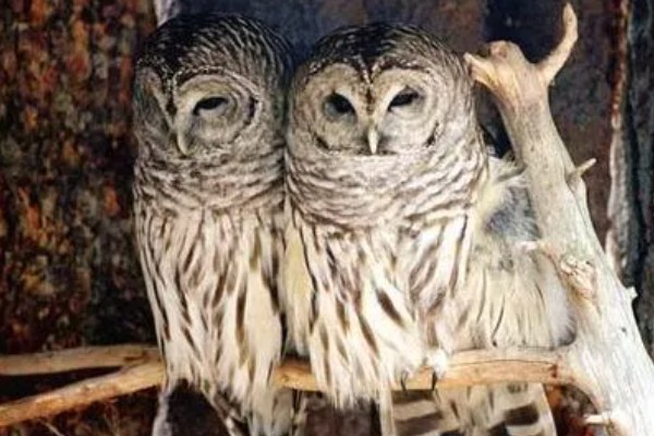 猫头鹰的种类，常见的有仓鸮、草鸮等