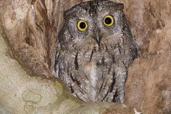 猫头鹰的种类，常见的有仓鸮、草鸮等