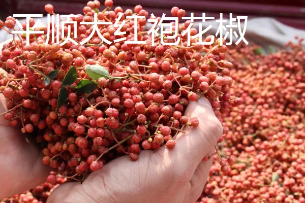 大红袍花椒哪里产的最好，凤县和平顺的都比较出名