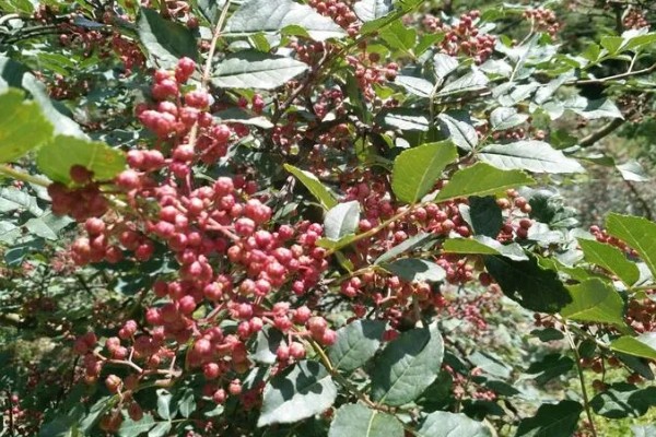 大红袍花椒哪里产的最好，凤县和平顺的都比较出名