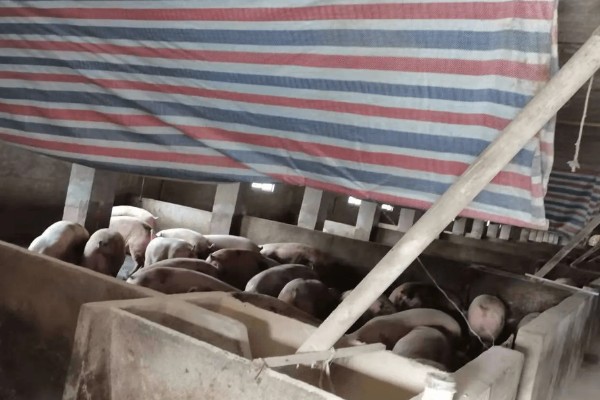 盖猪舍用什么材料可以省钱,墙体可以使用土、砖等材料