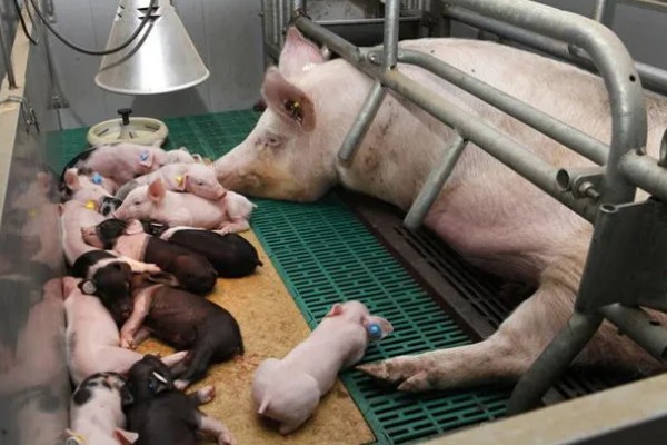 盖猪舍用什么材料可以省钱,墙体可以使用土、砖等材料