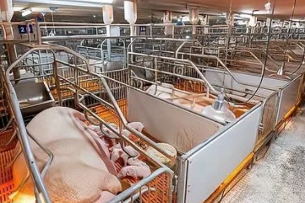 盖猪舍用什么材料可以省钱,墙体可以使用土、砖等材料