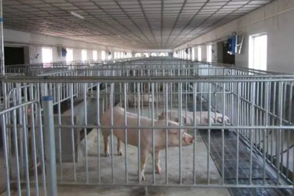 盖猪舍用什么材料可以省钱,墙体可以使用土、砖等材料