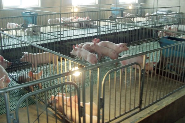 盖猪舍用什么材料可以省钱,墙体可以使用土、砖等材料