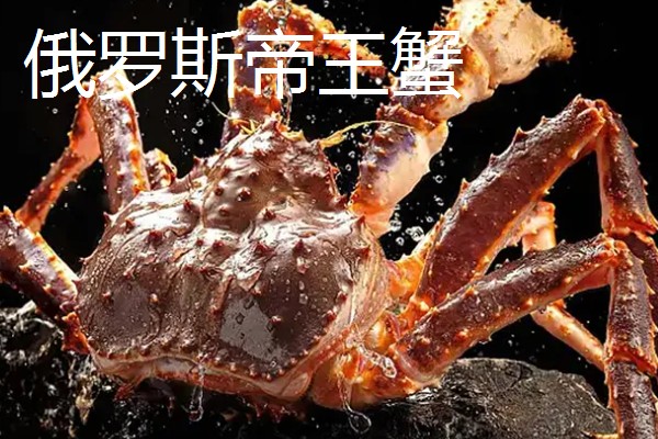 帝王蟹能不能人工养殖,目前无法模拟其生活环境