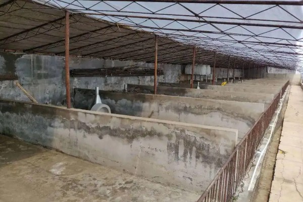 盖猪舍用什么材料可以省钱,墙体可以使用土、砖等材料