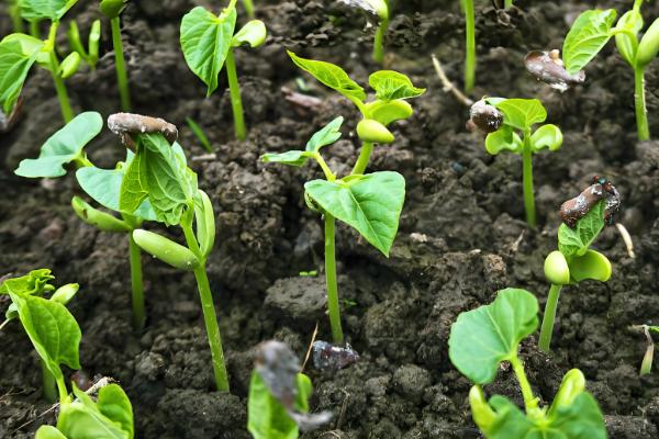 豆角是直播好还是育苗好，二者均有优点