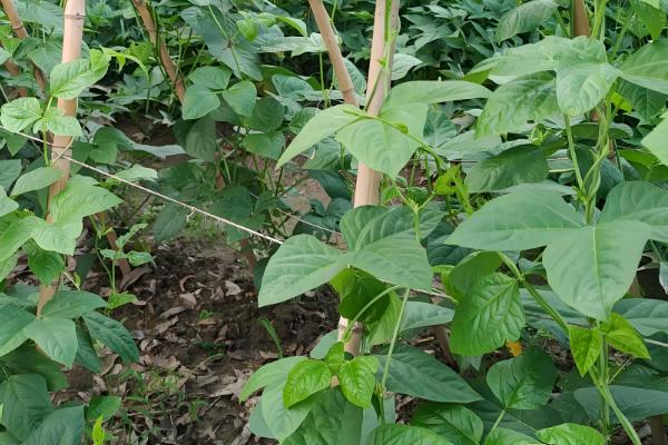 豆角是直播好还是育苗好，二者均有优点