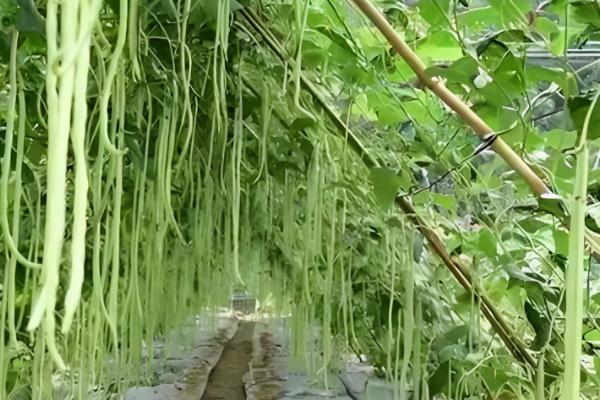 豆角是直播好还是育苗好，二者均有优点