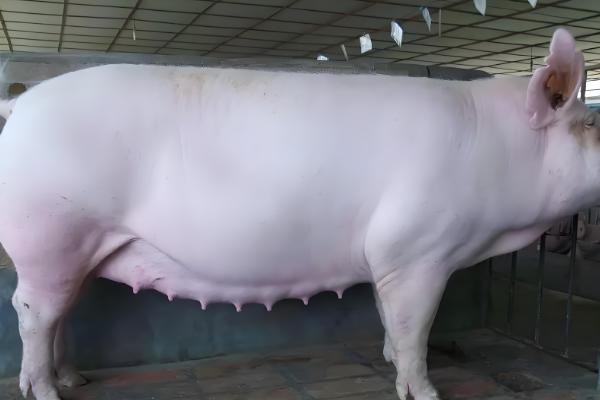 母猪怎样配种才能产子多,在配种前饲喂优质饲料