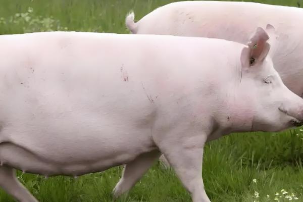 母猪怎样配种才能产子多,在配种前饲喂优质饲料