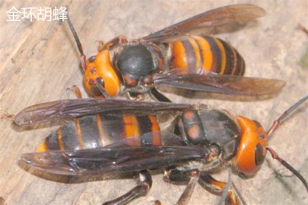 十大毒蜂王，是指金环胡蜂、日本大黄蜂等