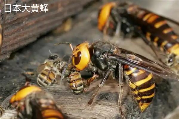 十大毒蜂王，是指金环胡蜂、日本大黄蜂等