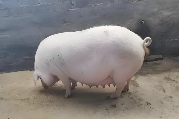 母猪怎样配种才能产子多,在配种前饲喂优质饲料