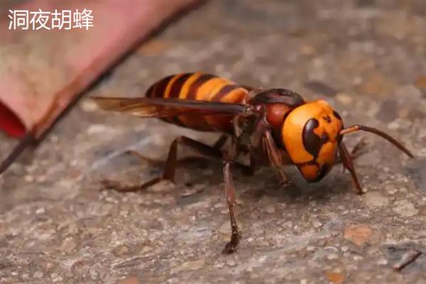十大毒蜂王，是指金环胡蜂、日本大黄蜂等