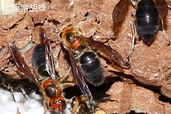 十大毒蜂王，是指金环胡蜂、日本大黄蜂等