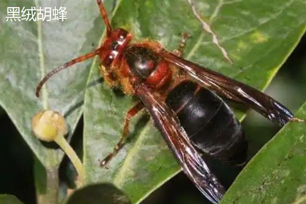 十大毒蜂王，是指金环胡蜂、日本大黄蜂等