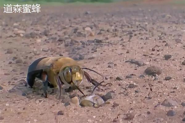 十大毒蜂王，是指金环胡蜂、日本大黄蜂等