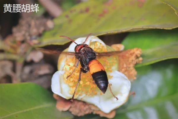 十大毒蜂王，是指金环胡蜂、日本大黄蜂等