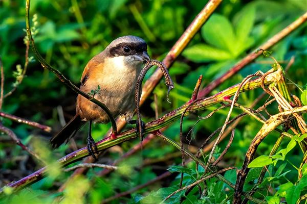伯劳鸟怎么养才亲人，首先要挑选更容易养熟的雏鸟