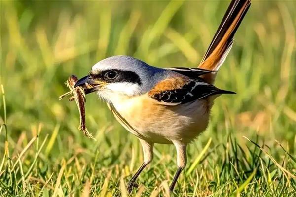 伯劳鸟怎么养才亲人，首先要挑选更容易养熟的雏鸟