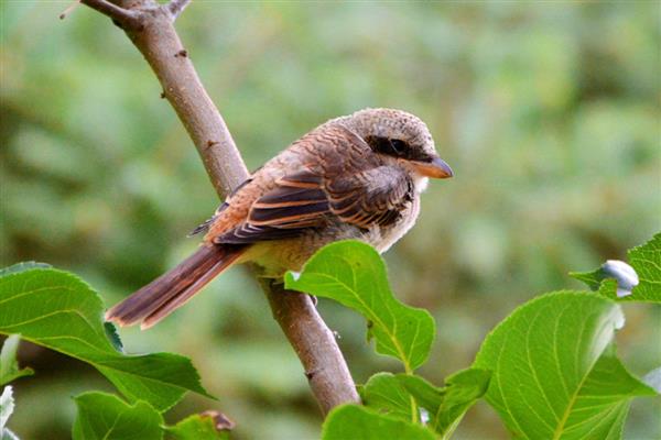 伯劳鸟怎么养才亲人，首先要挑选更容易养熟的雏鸟
