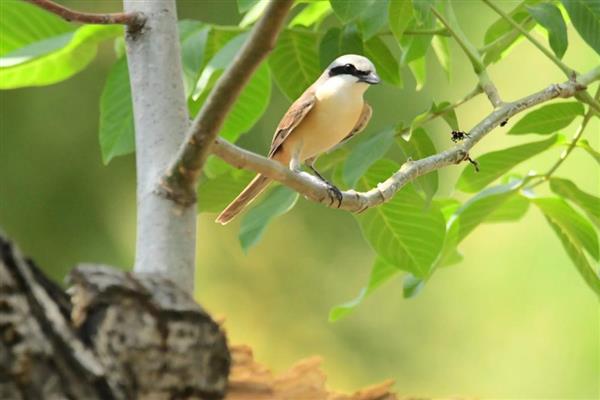 伯劳鸟怎么养才亲人，首先要挑选更容易养熟的雏鸟