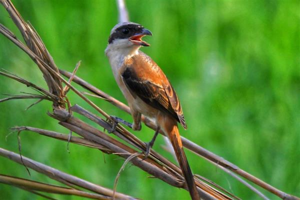 伯劳鸟怎么养才亲人，首先要挑选更容易养熟的雏鸟