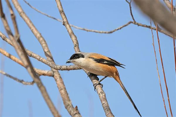 伯劳鸟怎么养才亲人，首先要挑选更容易养熟的雏鸟