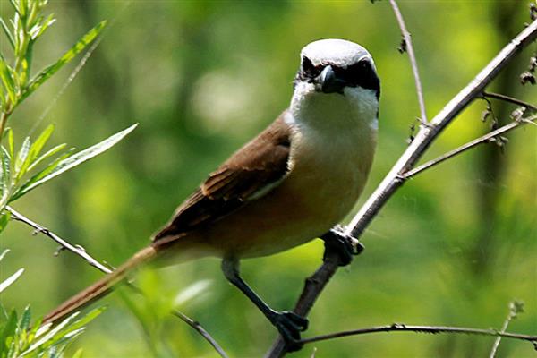 伯劳鸟怎么养才亲人，首先要挑选更容易养熟的雏鸟