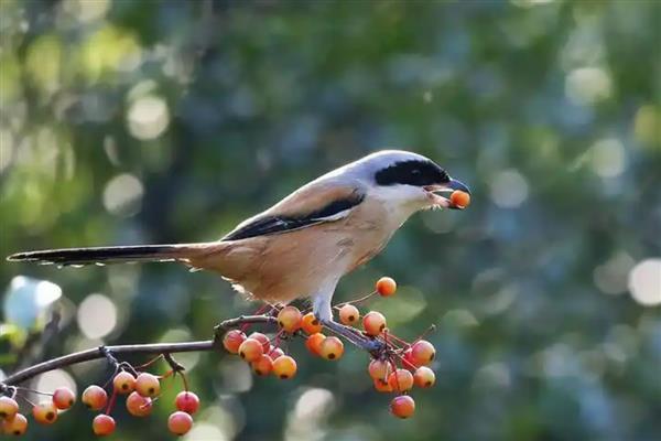伯劳鸟怎么养才亲人，首先要挑选更容易养熟的雏鸟
