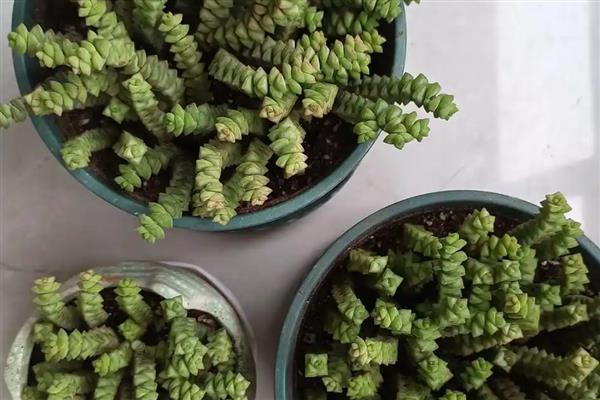 钱串子叶子发黄干枯的原因，可能是强光照射造成的