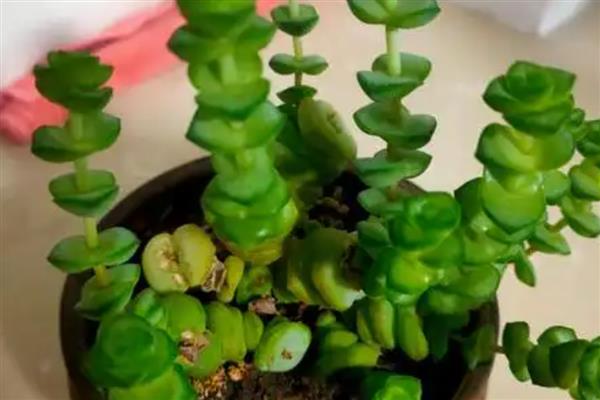 钱串子叶子发黄干枯的原因，可能是强光照射造成的