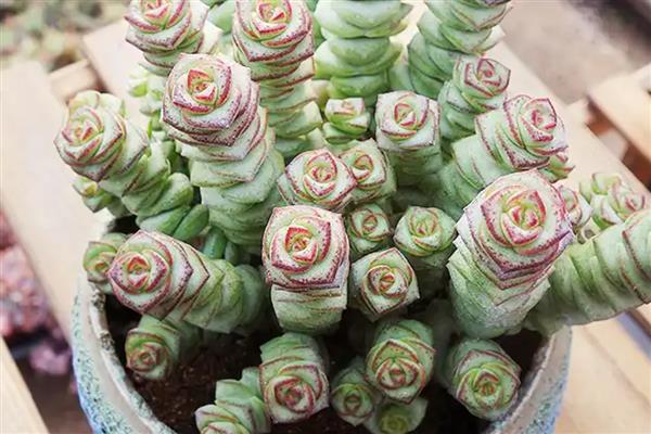 钱串子叶子发黄干枯的原因，可能是强光照射造成的