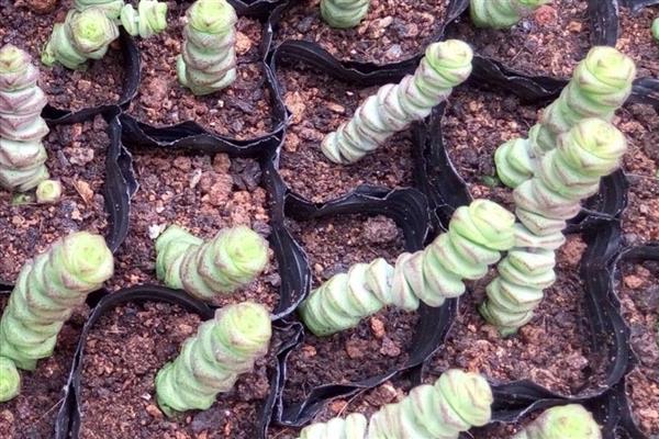 钱串子叶子发黄干枯的原因，可能是强光照射造成的