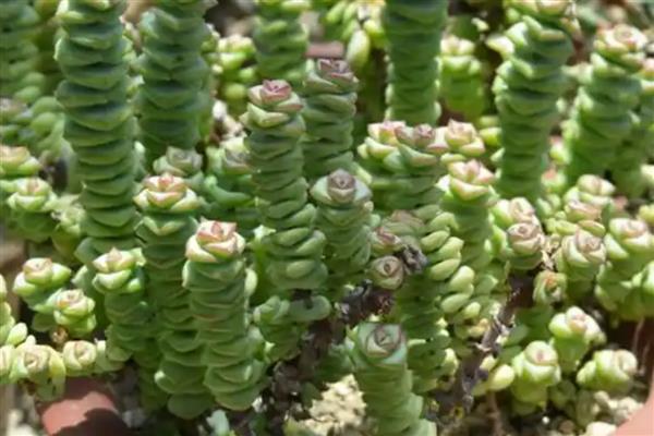 钱串子叶子发黄干枯的原因，可能是强光照射造成的