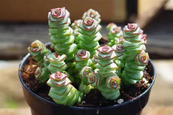 钱串子叶子发黄干枯的原因，可能是强光照射造成的