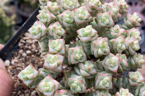 钱串子叶子发黄干枯的原因，可能是强光照射造成的