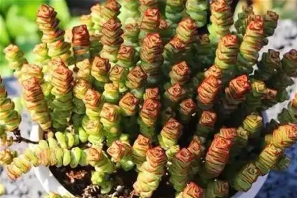 钱串子叶子发黄干枯的原因，可能是强光照射造成的