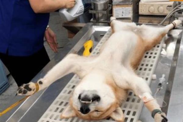 狗乳腺肿瘤如何治疗,可以口服抗癌药