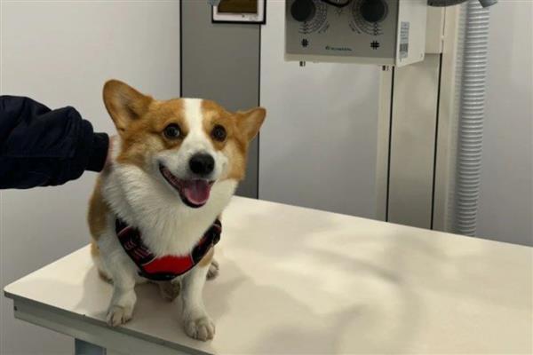 狗乳腺肿瘤如何治疗,可以口服抗癌药