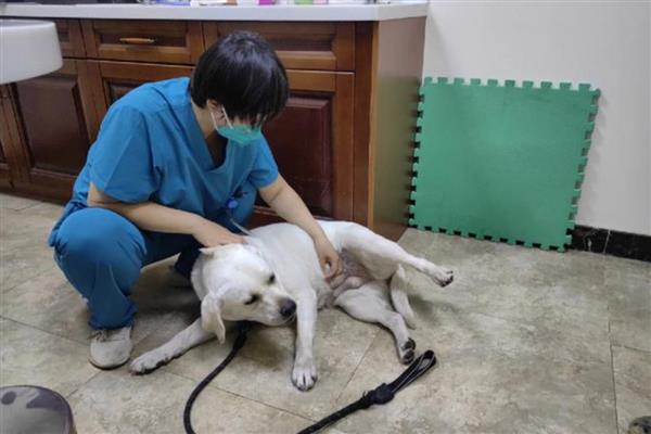 狗乳腺肿瘤如何治疗,可以口服抗癌药