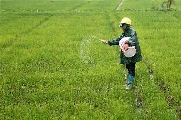 水稻施穗肥的最佳时期,可用扒穗的方式来确定